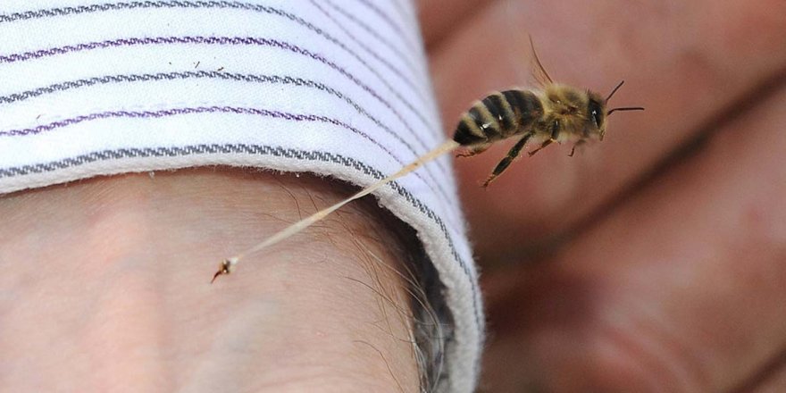 Arıların Soktuğu Karakaya Hayatını Kaybetti