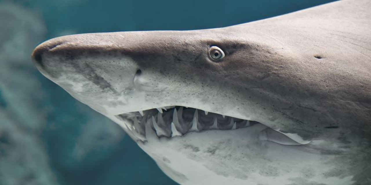 Sidney Limanı'nda köpekbalığı saldırısı: 29 yaşındaki kadın ağır yaralandı