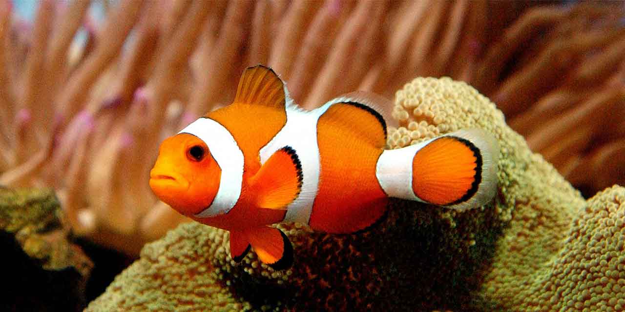Palyaço balıkları, Nemo'lar Yalnız Kalmayı Tercih Ediyor